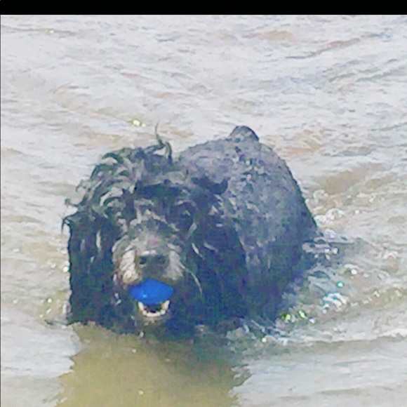 Joe NOT FOR SALE - Picture 6 of 8